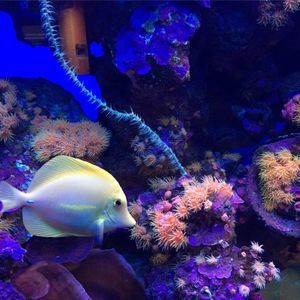 Meet your Posher, Bill